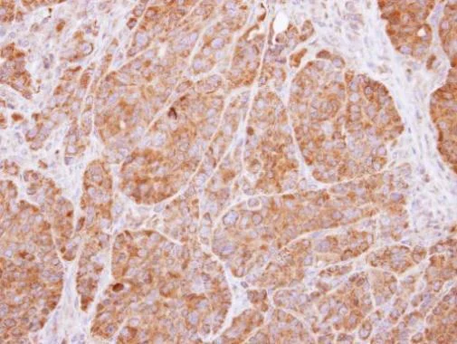 Immunohistochemistry (Formalin/PFA-fixed paraffin-embedded sections) - Anti-14-3-3 beta antibody (AB97273)