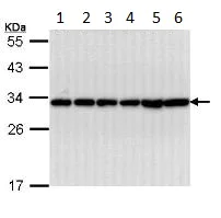 Western blot - Anti-14-3-3 beta antibody (AB97273)