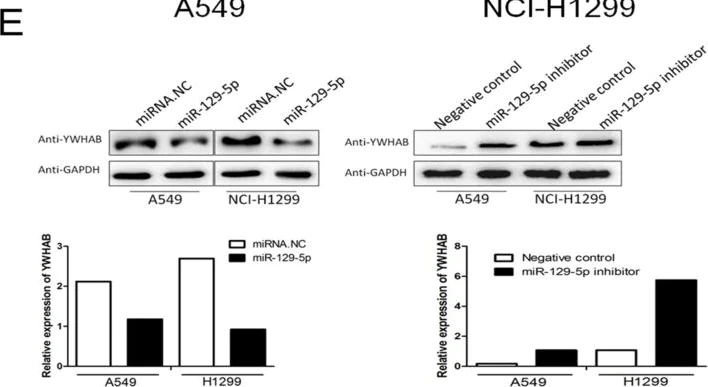 Western blot - Anti-14-3-3 beta antibody (AB97273)