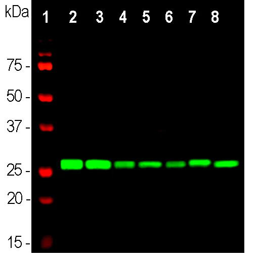 Western blot - Anti-14-3-3 eta/YWHAH antibody [3G12] (AB315193)