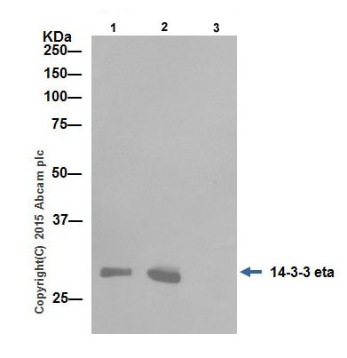 Anti-14-3-3 eta/YWHAH antibody [EPR16750]