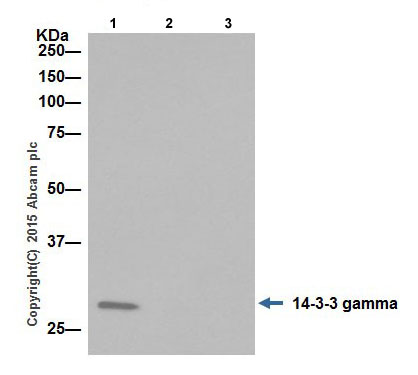 Immunoprecipitation - Anti-14-3-3 eta/YWHAH antibody [EPR16750] (AB206292)
