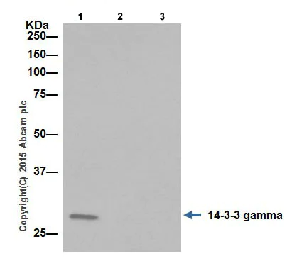 Immunoprecipitation - Anti-14-3-3 eta/YWHAH antibody [EPR16750] (AB206292)