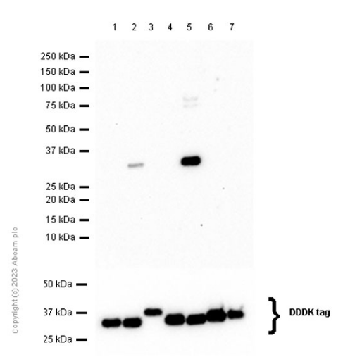 Western blot - Anti-14-3-3 eta/YWHAH antibody [EPR16750] (AB206292)