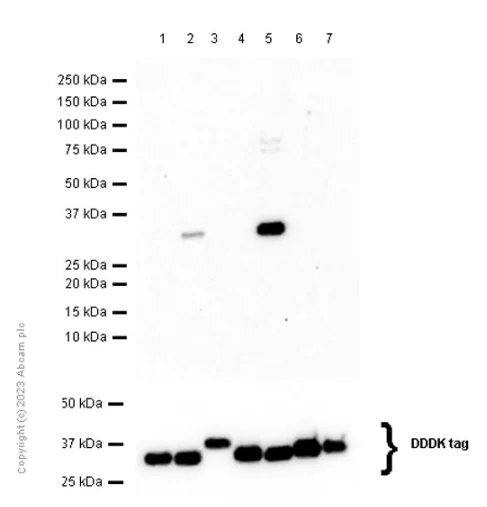 Western blot - Anti-14-3-3 eta/YWHAH antibody [EPR16750] (AB206292)