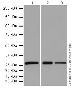 Western blot - Anti-14-3-3 eta/YWHAH antibody [EPR16750] - BSA and Azide free (AB251443)