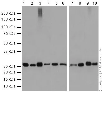 Western blot - Anti-14-3-3 eta/YWHAH antibody [EPR16750] - BSA and Azide free (AB251443)
