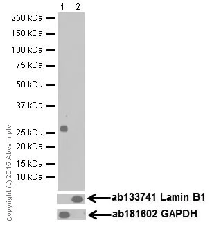 Western blot - Anti-14-3-3 eta/YWHAH antibody [EPR16750] - BSA and Azide free (AB251443)