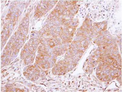 Immunohistochemistry (Formalin/PFA-fixed paraffin-embedded sections) - Anti-14-3-3 gamma/YWHAG antibody (AB155050)