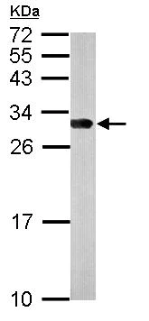 Western blot - Anti-14-3-3 gamma/YWHAG antibody (AB155050)