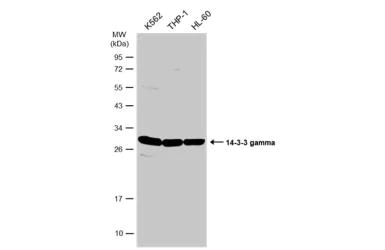 Western blot - Anti-14-3-3 gamma/YWHAG antibody (AB155050)