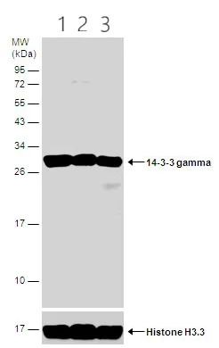 Western blot - Anti-14-3-3 gamma/YWHAG antibody (AB155050)