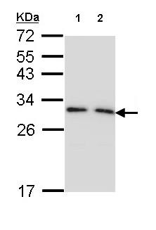Western blot - Anti-14-3-3 gamma/YWHAG antibody (AB155050), expandable thumbnail