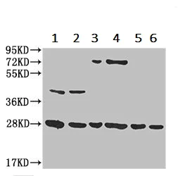 Western blot - Anti-14-3-3 gamma/YWHAG antibody (AB237732)