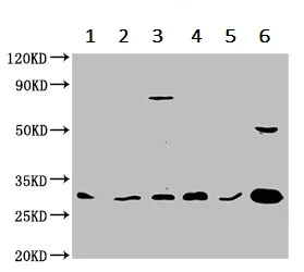 Western blot - Anti-14-3-3 gamma/YWHAG antibody (AB237732)