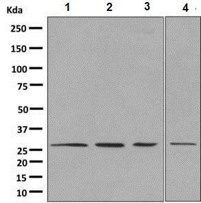 Western blot - Anti-14-3-3 gamma/YWHAG antibody [EPR9654(B)] (AB137048)