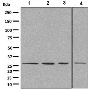 Western blot - Anti-14-3-3 gamma/YWHAG antibody [EPR9654(B)] (AB137048)