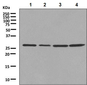 Western blot - Anti-14-3-3 gamma/YWHAG antibody [EPR9655(B)] - BSA and Azide free (AB248822)