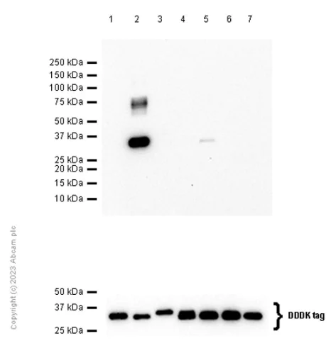Western blot - Anti-14-3-3 gamma/YWHAG antibody [EPR9655(B)] - BSA and Azide free (AB248822)