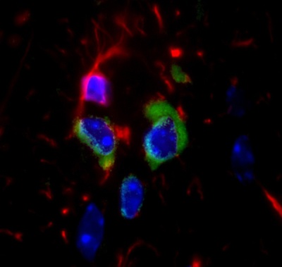 Immunohistochemistry (Frozen sections) - Anti-14-3-3 (phospho S58) antibody (AB30554), expandable thumbnail