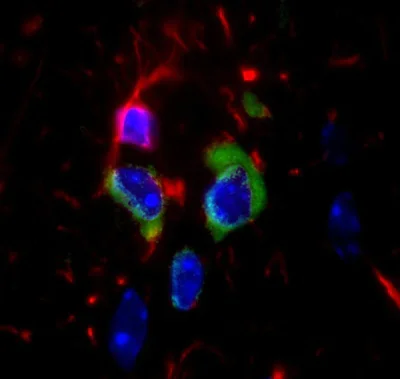 Immunohistochemistry (Frozen sections) - Anti-14-3-3 (phospho S58) antibody (AB30554)
