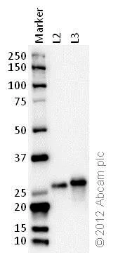 Western blot - Anti-14-3-3 (phospho S58) antibody (AB30554)