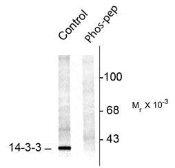 Western blot - Anti-14-3-3 (phospho S58) antibody (AB30554)