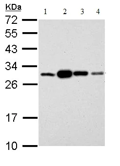 Western blot - Anti-14-3-3 sigma/SFN antibody (AB151504)