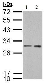 Western blot - Anti-14-3-3 sigma/SFN antibody (AB151504)