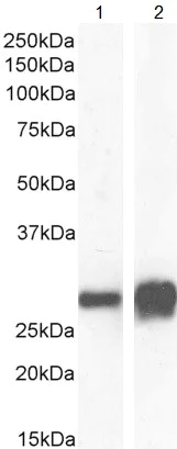 Western blot - Anti-14-3-3 sigma/SFN antibody (AB77187)