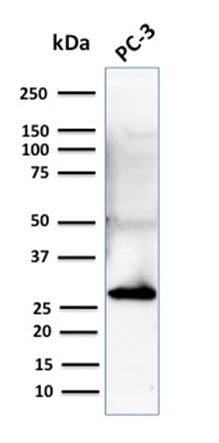 Western blot - Anti-14-3-3 sigma/SFN antibody [CPTC-SFN-2] (AB268067), expandable thumbnail