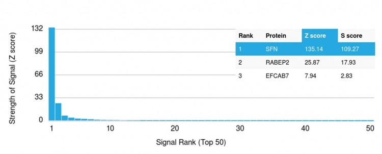 Protein Array - Anti-14-3-3 sigma/SFN antibody [CPTC-SFN-2] - BSA and Azide free (AB268188), expandable thumbnail