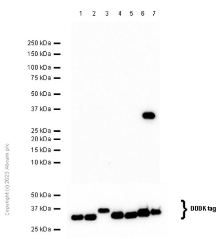 Western blot - Anti-14-3-3 sigma/SFN antibody [EPR5873(2)] (AB193667), expandable thumbnail