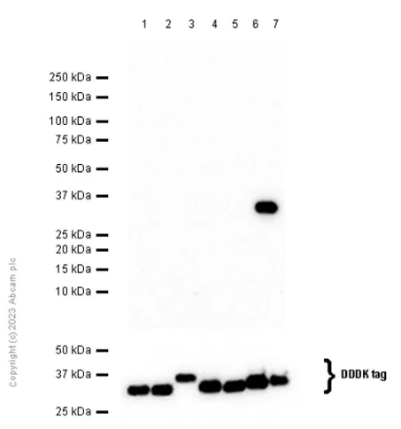Western blot - Anti-14-3-3 sigma/SFN antibody [EPR5873(2)] (AB193667)