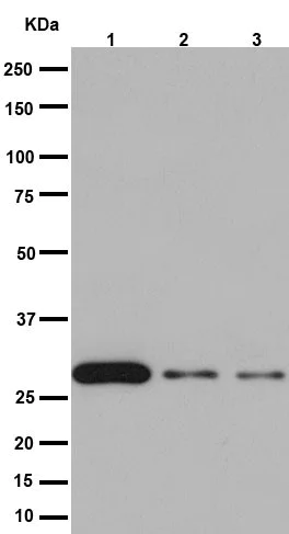 Western blot - Anti-14-3-3 sigma/SFN antibody [EPR5873(2)] (AB193667)