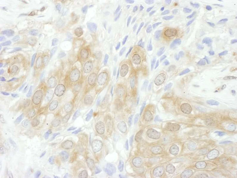 Immunohistochemistry (Formalin/PFA-fixed paraffin-embedded sections) - Anti-14-3-3 tau antibody (AB264319)