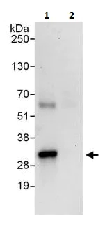 Immunoprecipitation - Anti-14-3-3 tau antibody (AB264319)