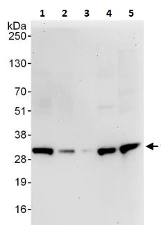 Western blot - Anti-14-3-3 tau antibody (AB264319)