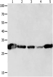 Western blot - Anti-14-3-3 theta antibody (AB183075)