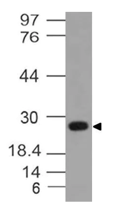 Western blot - Anti-14-3-3 Theta + Tau antibody [ABM52H6] (AB220168)