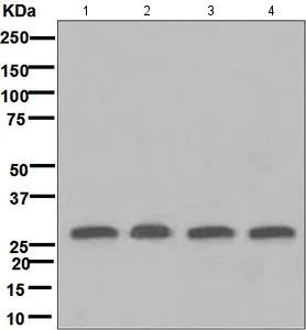 Western blot - Anti-14-3-3 Theta + Tau antibody [EPR5123] (AB124909)