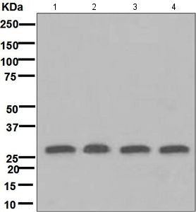Western blot - Anti-14-3-3 Theta + Tau antibody [EPR5123] - BSA and Azide free (AB248055), expandable thumbnail