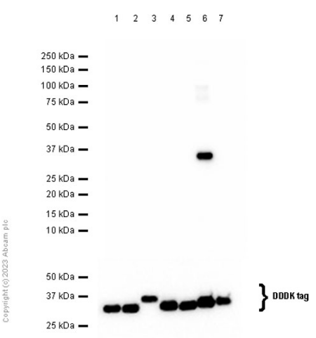 Western blot - Anti-14-3-3 Theta + Tau antibody [EPR5123] - BSA and Azide free (AB248055), expandable thumbnail