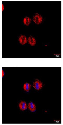 Immunocytochemistry/ Immunofluorescence - Anti-14-3-3 zeta antibody (AB155037), expandable thumbnail