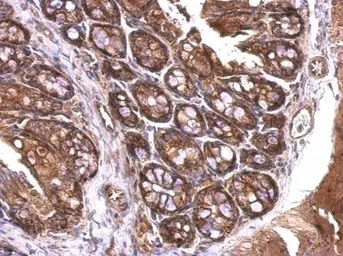 Immunohistochemistry (Formalin/PFA-fixed paraffin-embedded sections) - Anti-14-3-3 zeta antibody (AB155037)