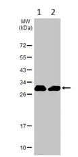 Western blot - Anti-14-3-3 zeta antibody (AB155037)