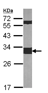 Western blot - Anti-14-3-3 zeta antibody (AB155037)