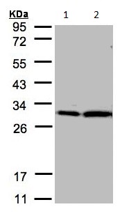 Western blot - Anti-14-3-3 zeta antibody (AB155037), expandable thumbnail