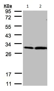 Western blot - Anti-14-3-3 zeta antibody (AB155037)