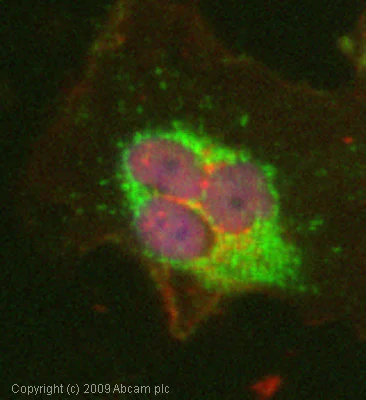 Immunocytochemistry/ Immunofluorescence - Anti-14-3-3 zeta antibody (AB51129)
